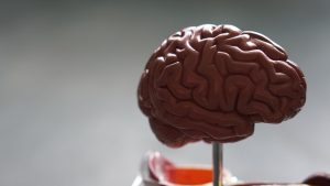 plastic model human brain