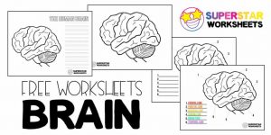 brain worksheets