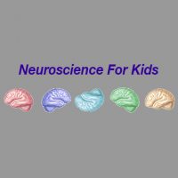 neuroscience for kids