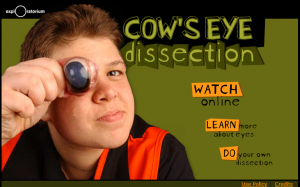 cow eye dissection