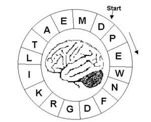 brain wheel