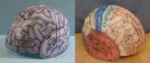 brain hemisphere hat