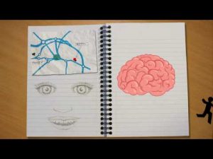 learning brain