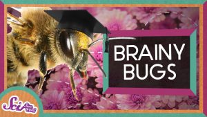 brainy bugs